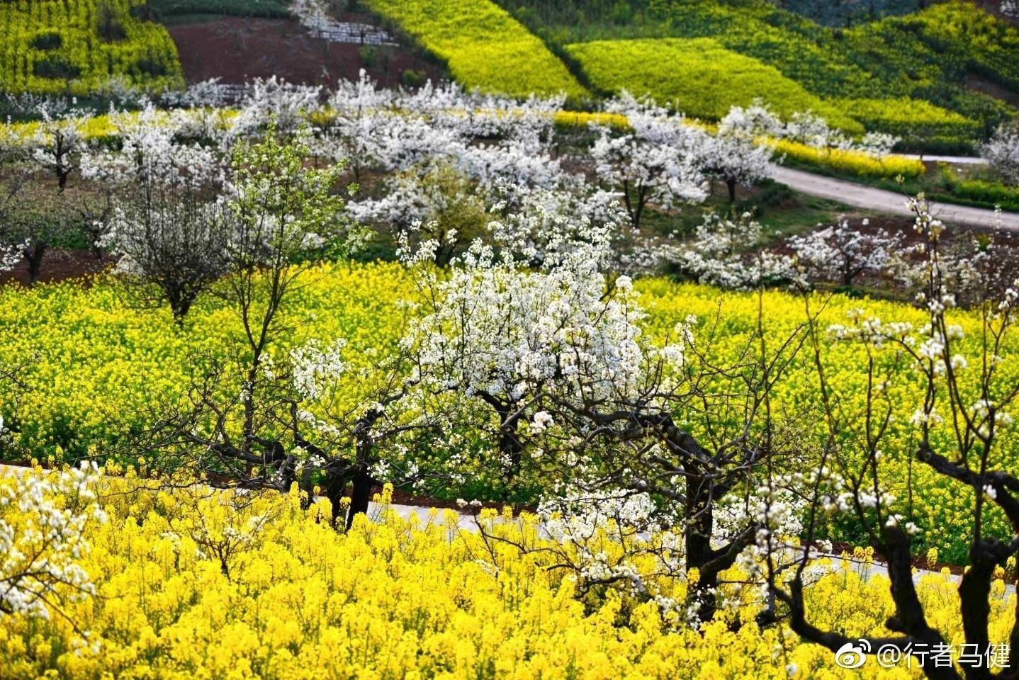 在汉中洋县,梨花与油菜花同期绽放.忽如一夜春风来