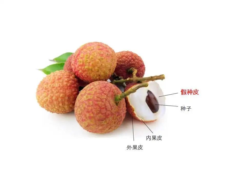 我们吃的水果不一定都是“果肉”?其实是这些“部位”→|水果|荔枝|草莓_新浪新闻