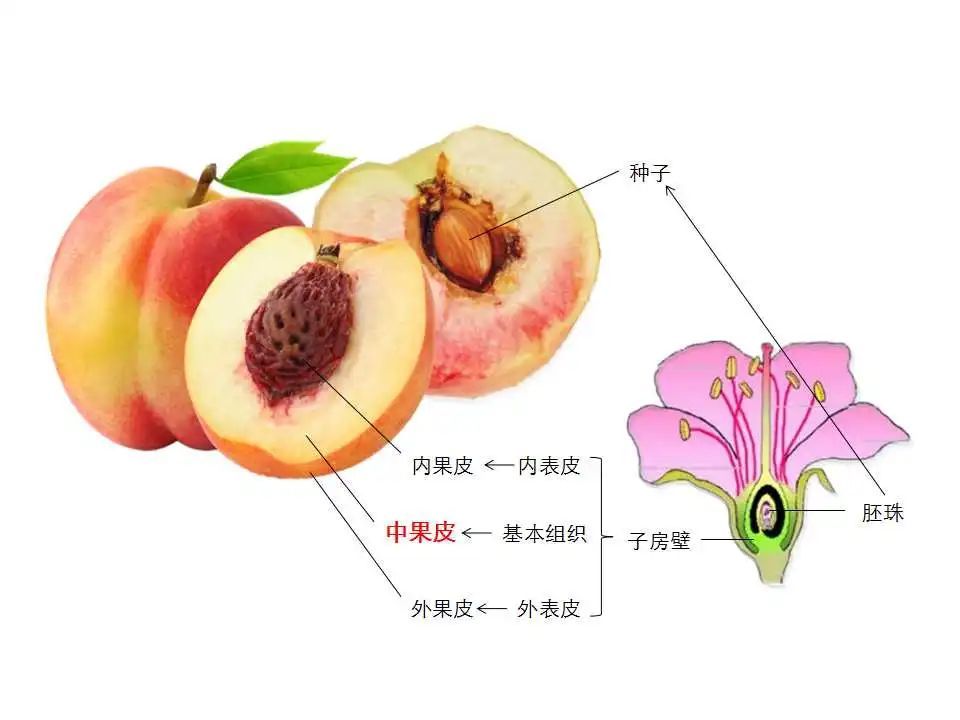 桃子果实结构图片