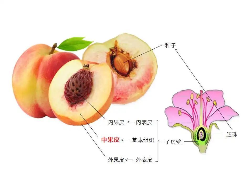 我们吃的水果不一定都是果肉其实是这些部位