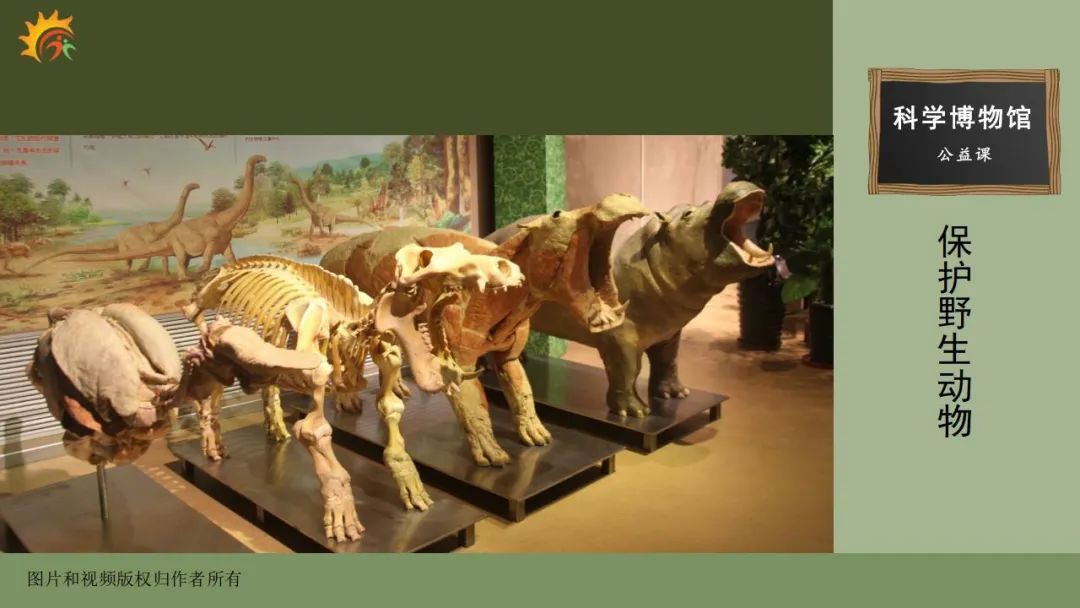 这是一头河马做成的4件的塑化标本,可以呈现内脏,骨骼,肌肉和皮肤的