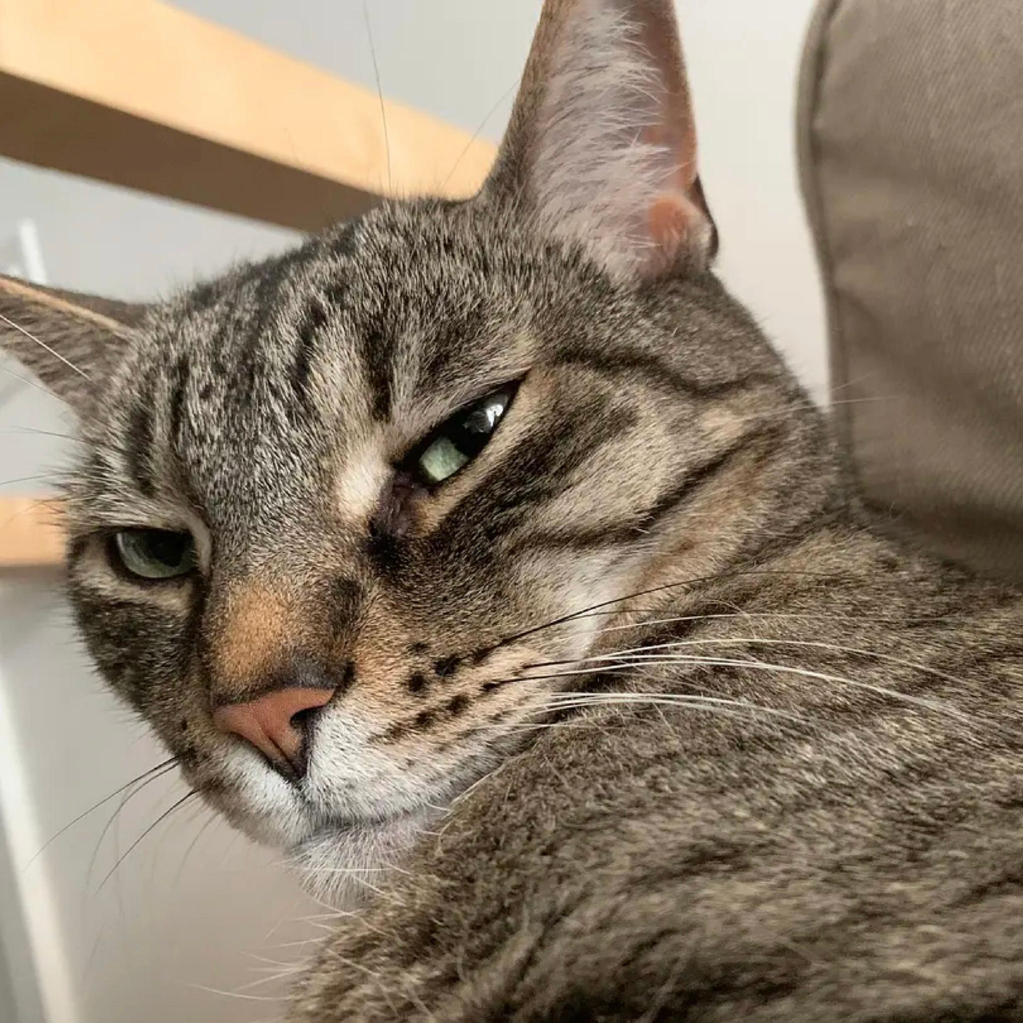 永远年轻,永远喜欢冷脸甩人的小猫咪__财经头条