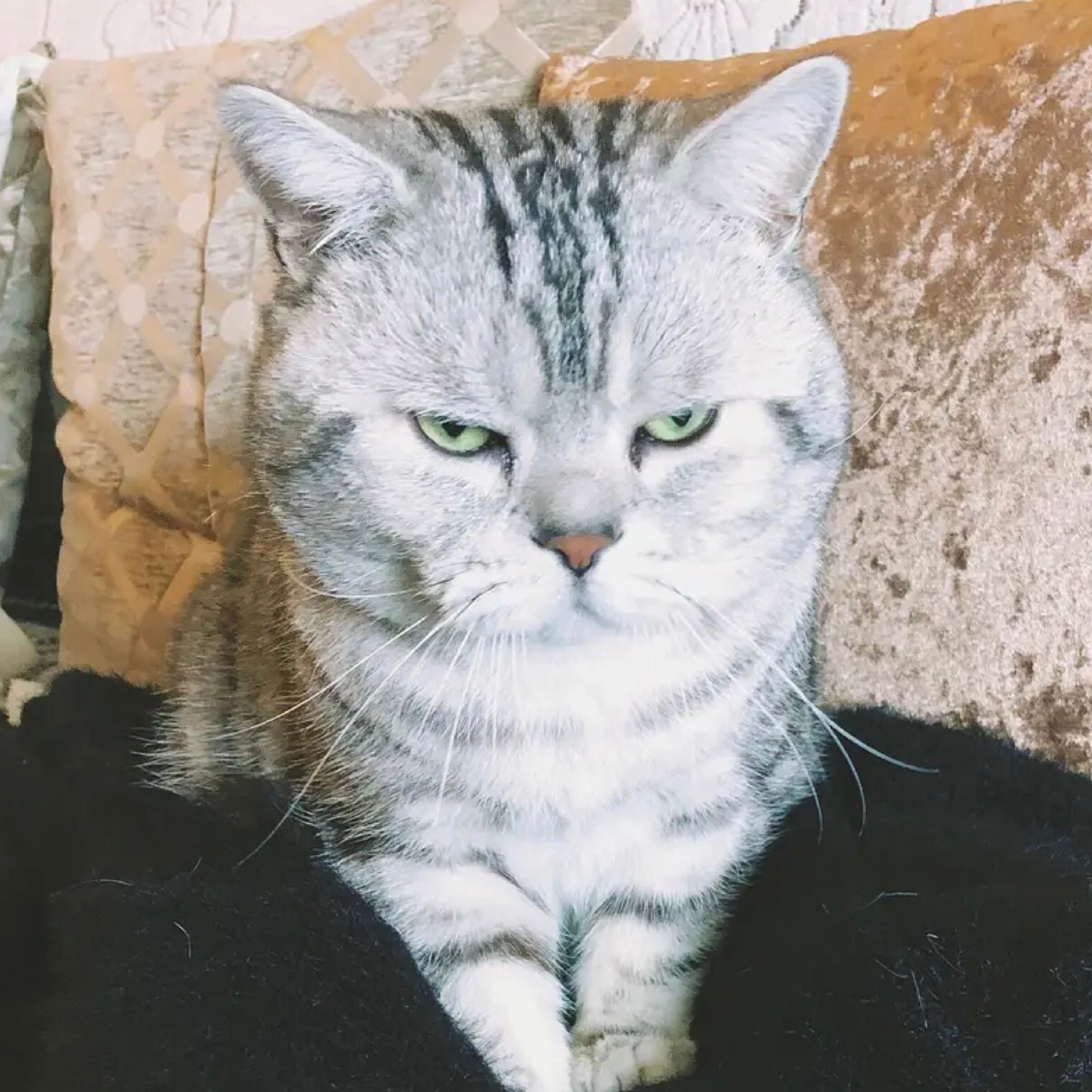 永远年轻,永远喜欢冷脸甩人的小猫咪__财经头条