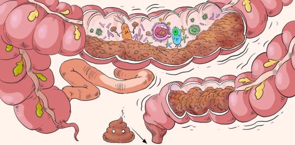 【漫绘科普】一顿饭的"消化道之旅"|食物|肠道|小肠_新浪新闻