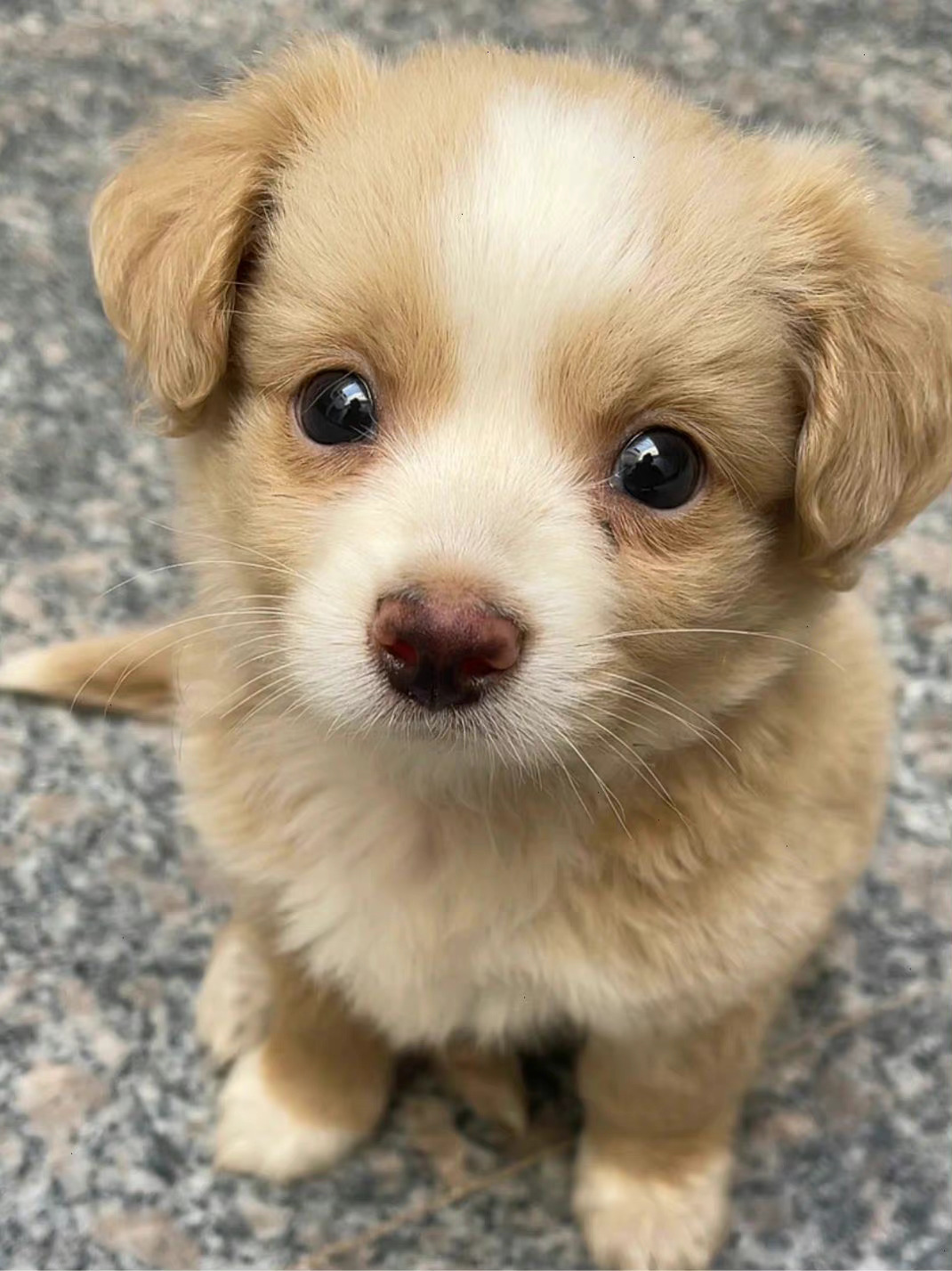 小土狗也太漂亮太可爱了叭bymaimaixty