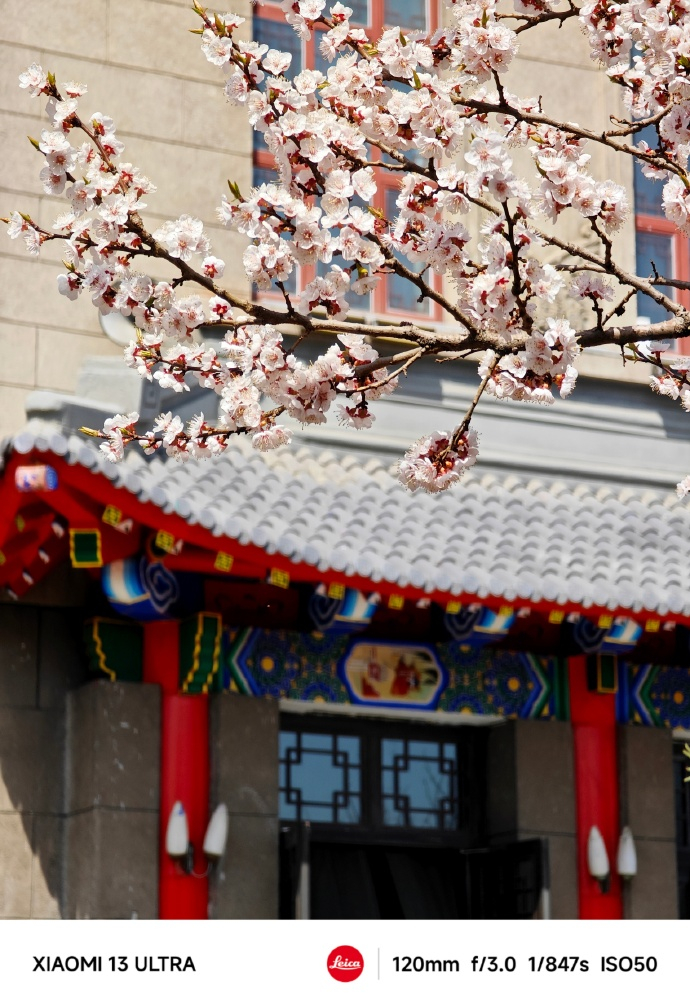 四月末，哈尔滨的春天姗姗来迟，这是花开的季节……__财经头条