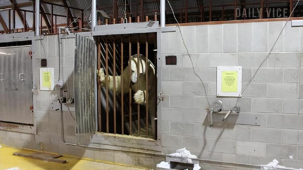 加拿大的边境小镇坐落着全球唯一的北极熊监狱这是什么操作