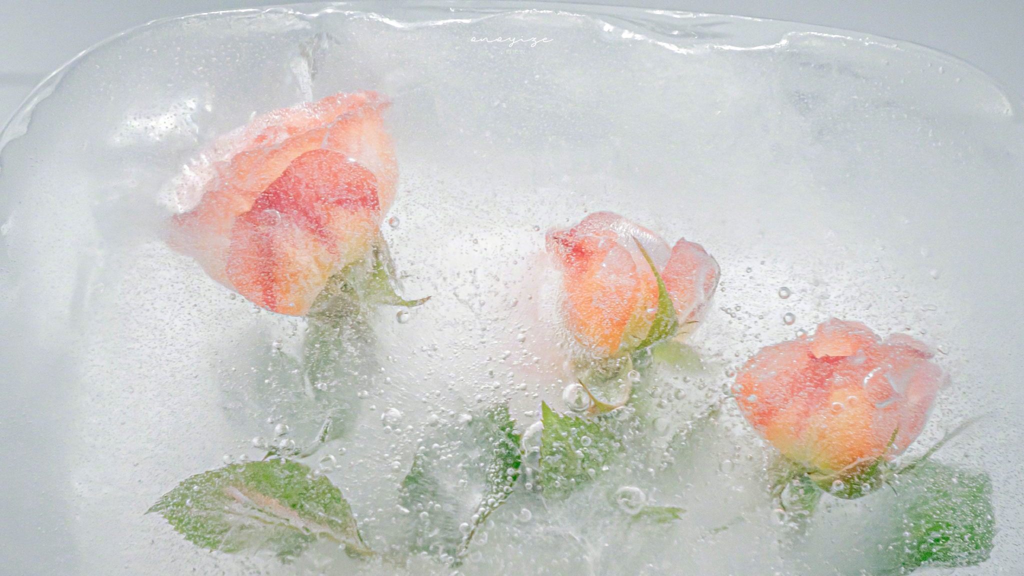 "冰封玫瑰 浪漫至死不渝"