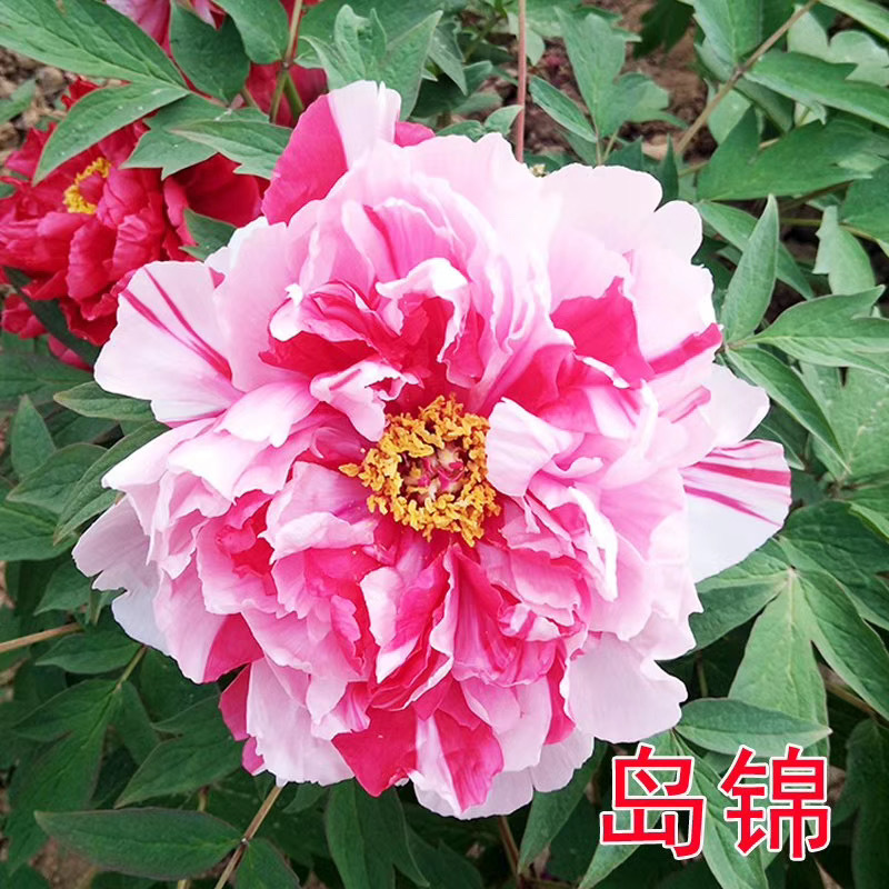 不同颜色牡丹花的花语不同 红牡丹 象征着富贵圆满 属性为火