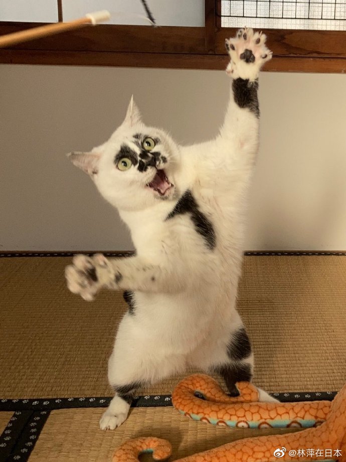 猫咪长得很浮世绘功夫还很厉害的样子