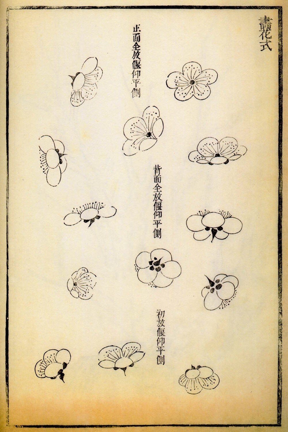 300多年前的《芥子园画谱》里,记录下的各式形态的梅花画法__财经头条