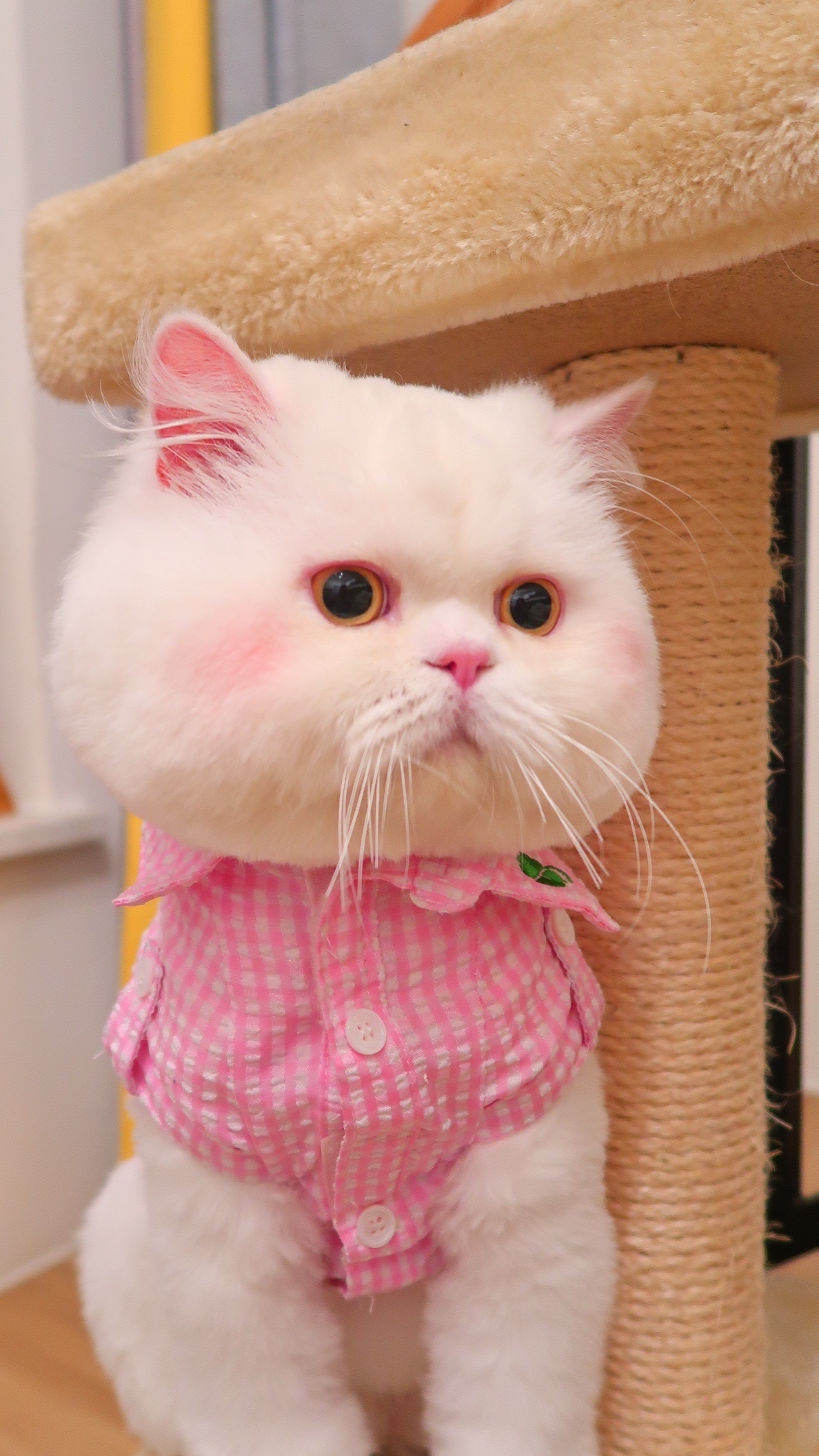 腮红猫 球球96_高清图集_新浪网