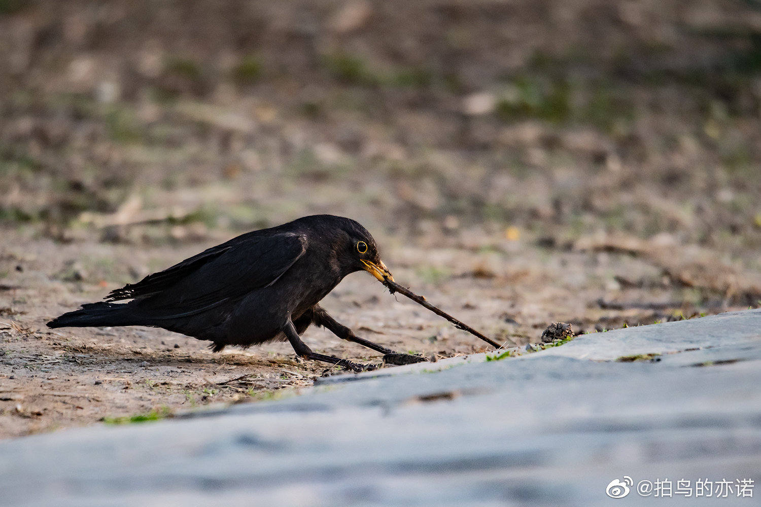 乌鸫吃蚯蚓的"神操作"_高清图集_新浪网