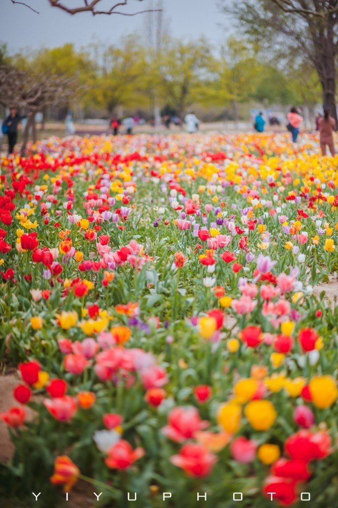 北京遛娃好去处去顺义鲜花港赏花看春天