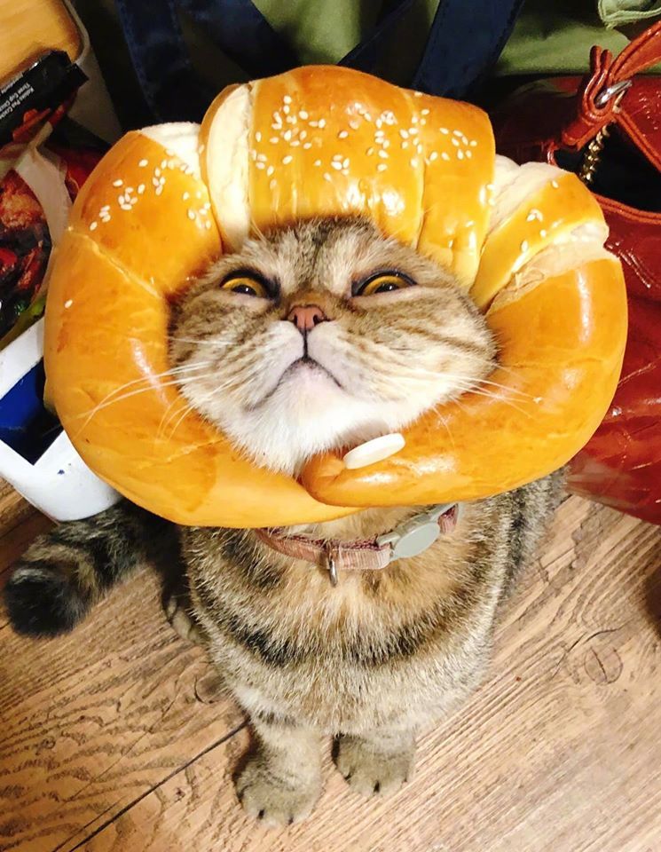 猫咪戴上这个牛角面包后,看起来好香.