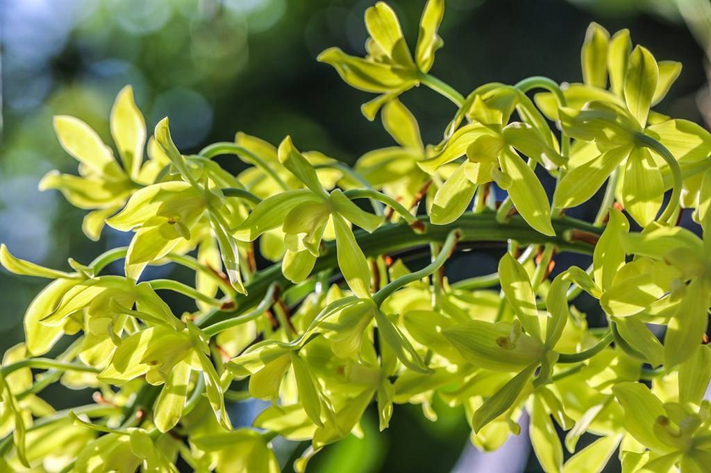辰山植物园百株虎兰迎端午