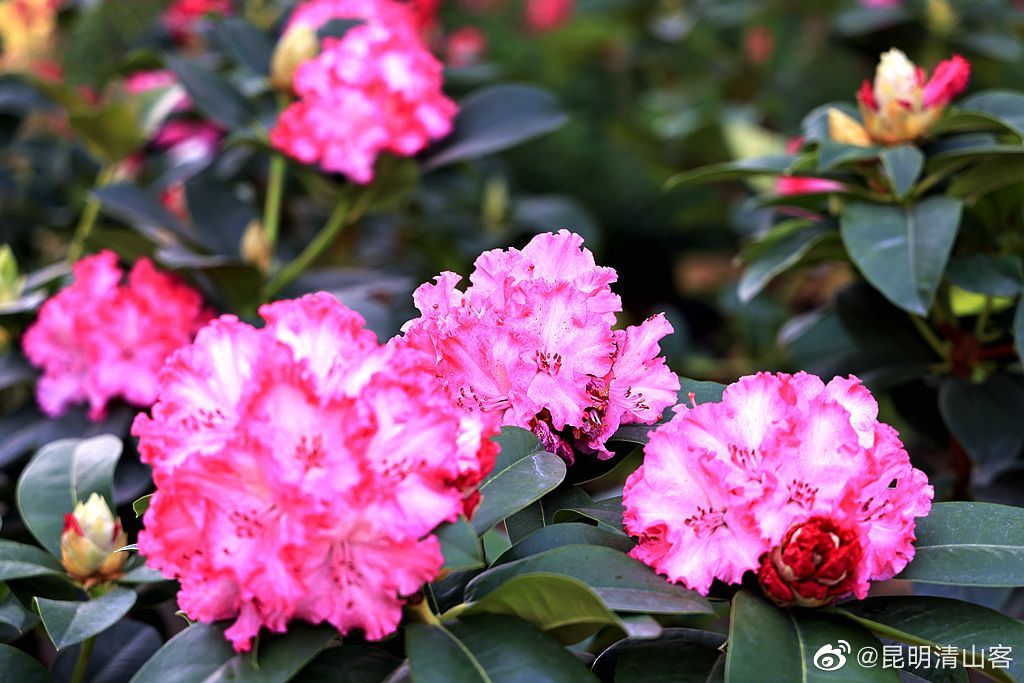 昆明植物园盛开的大花杜鹃_高清图集_新浪网