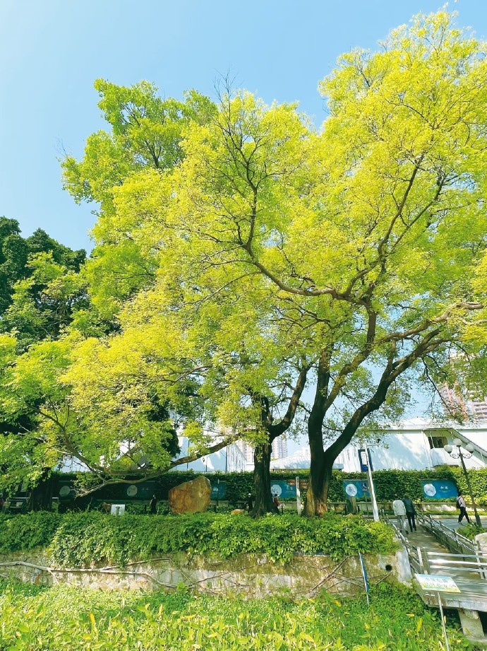 绿色,孕育着生机,憧憬着希望,蕴涵着活力……__财经头条