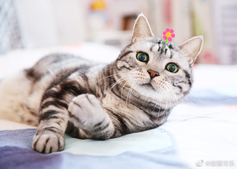 午觉睡起来神采奕奕的小花喵~~()