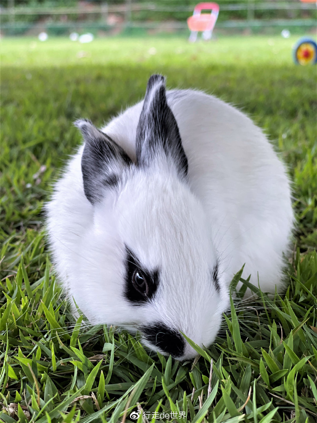 这个草坪可是真草坪啊,面积超过600平米,各种颜色的兔子都有,每个来到