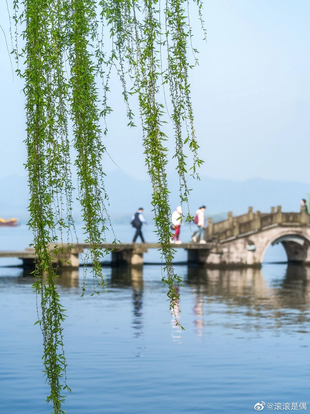 杭州西湖畔的杨柳不负江南不负春