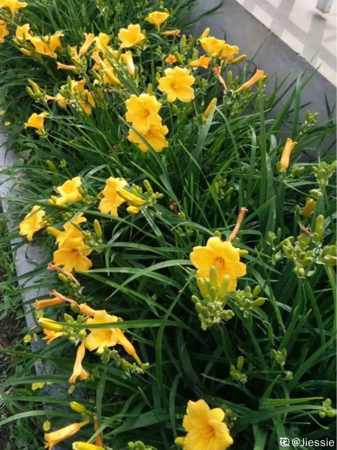 家门口的有毒花，千万别乱碰，有小孩的注意！休闲区蓝鸢梦想 - Www.slyday.coM