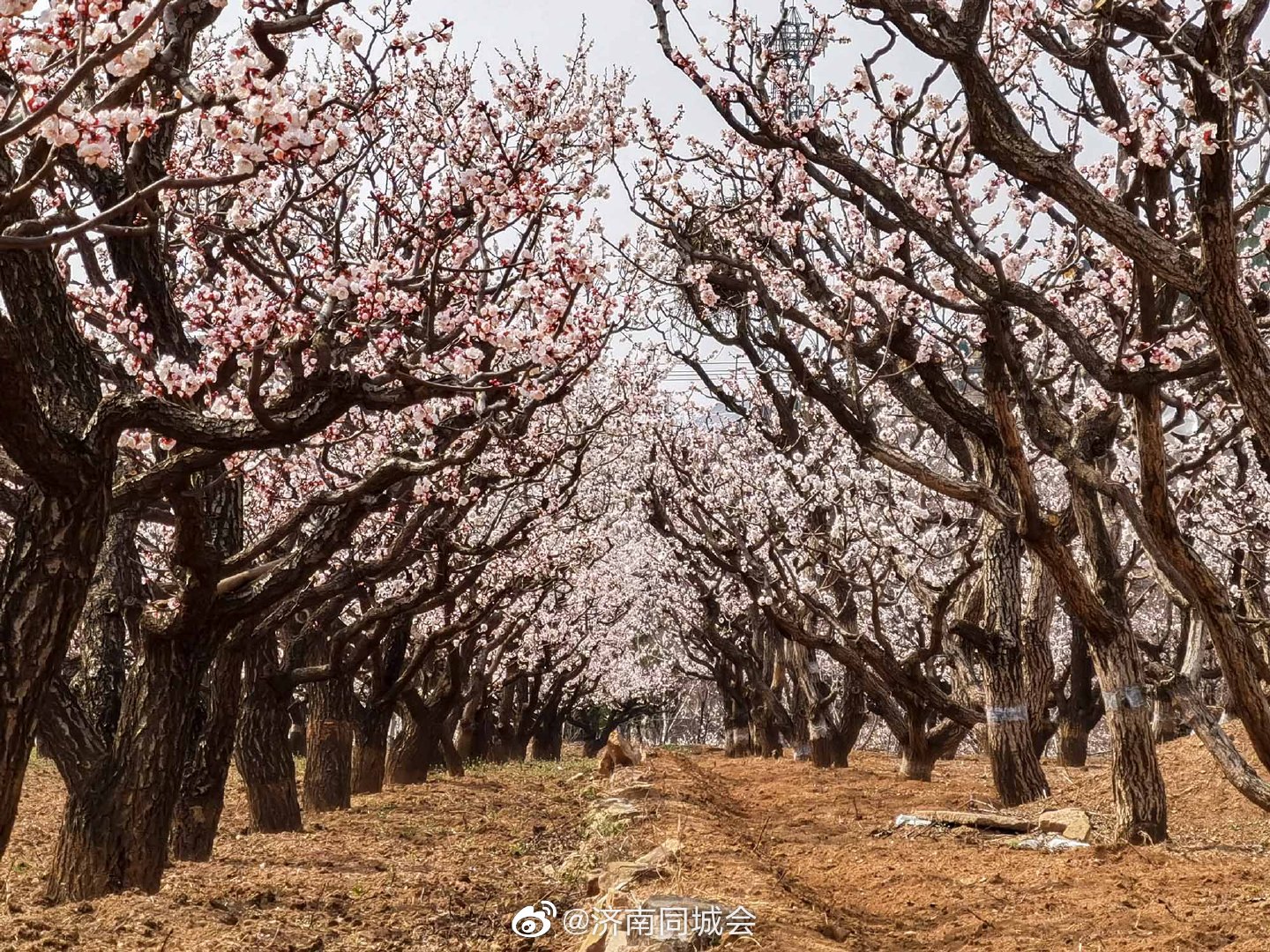 长清张夏万亩杏花园,万亩杏花含苞待放,美不胜收