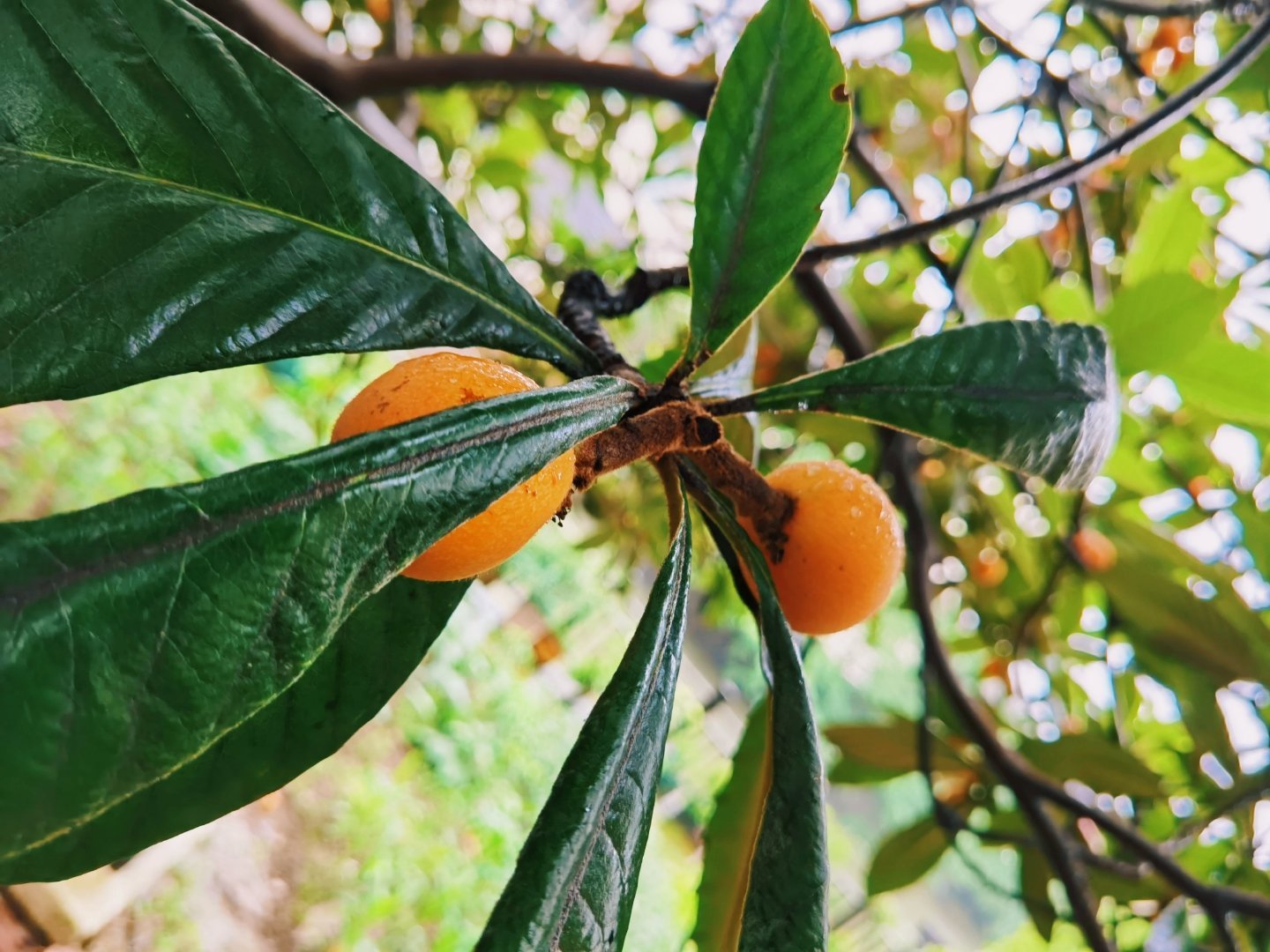田间,院内处处枇杷树,负塘而栖的古镇塘栖