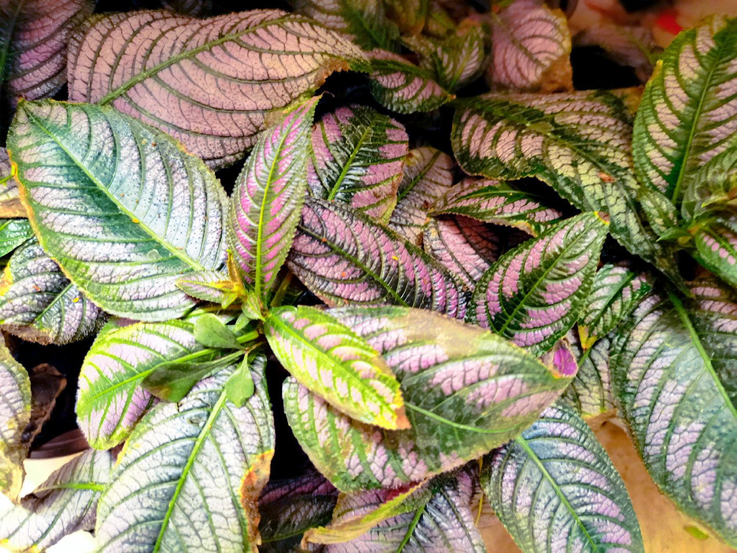 红背耳叶马蓝原创拍摄