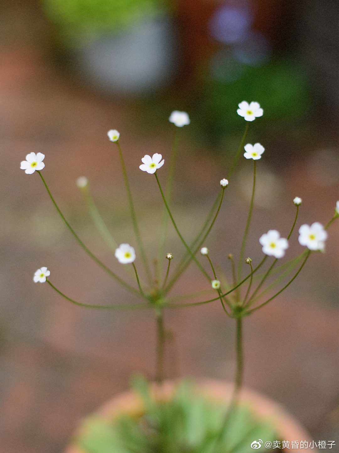 苔花如米小 也学牡丹开
