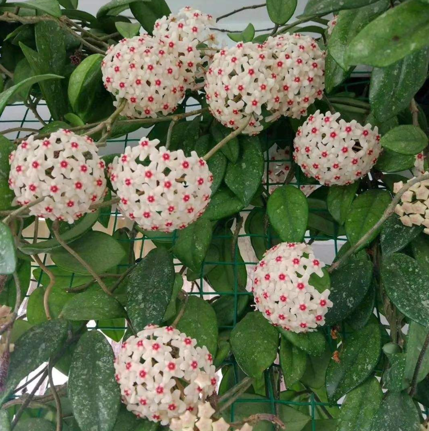 家里养一棵球兰一开花满屋香味叶子爬满墙