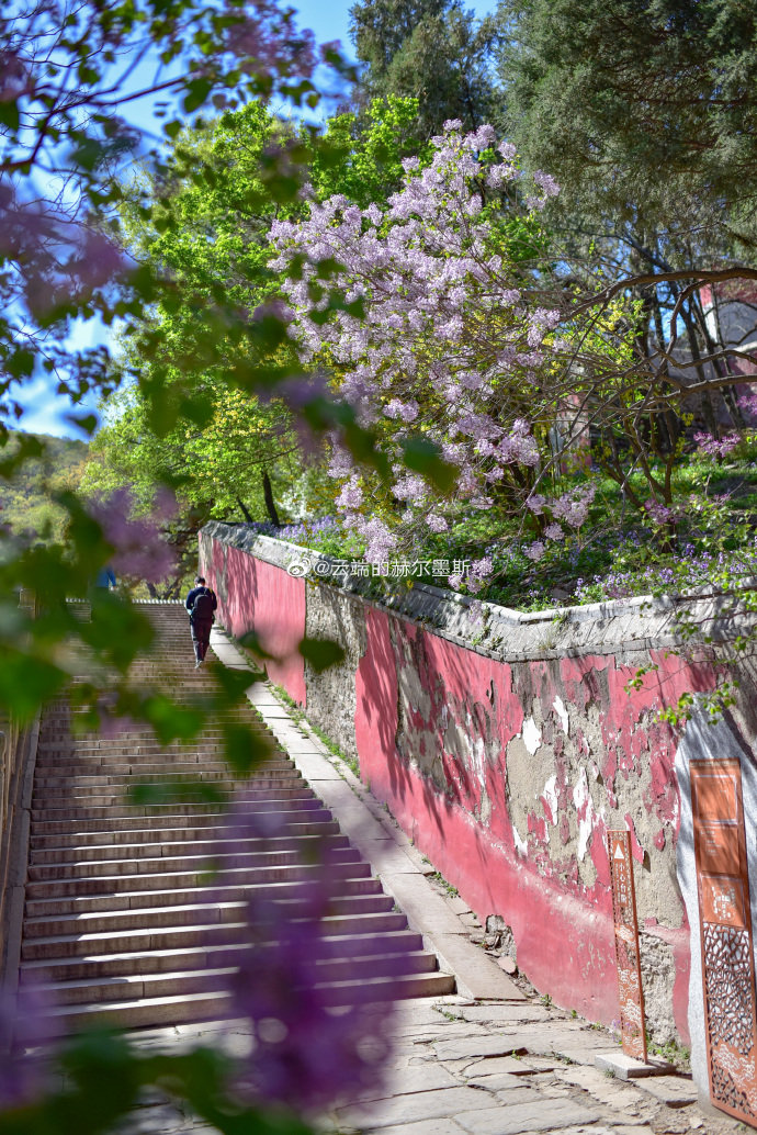 北京戒台寺丁香盛开 摄影