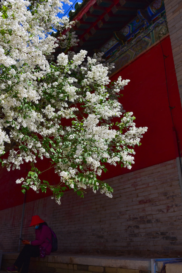 北京戒台寺丁香盛开 摄影