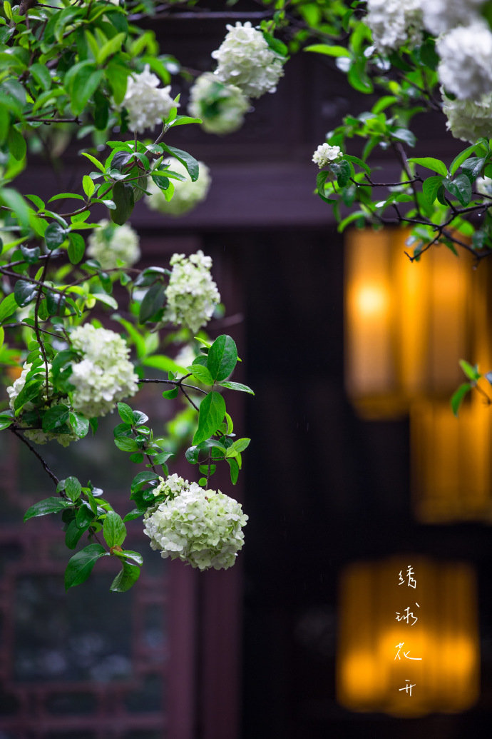 南京清凉山崇正书院绣球花开