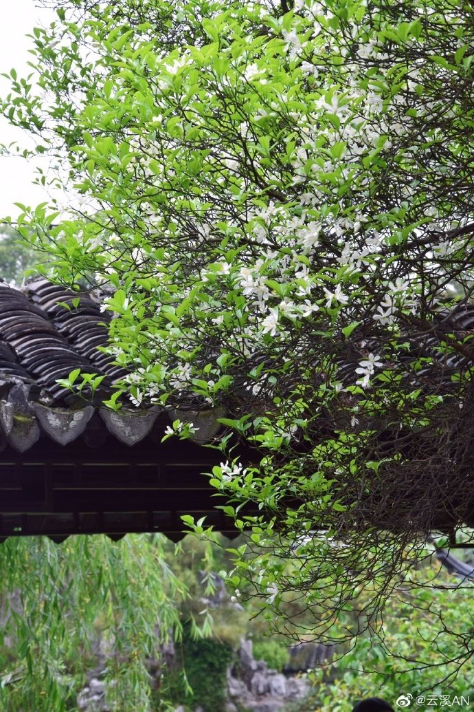 瞻园|香橼花开,花香袭人!