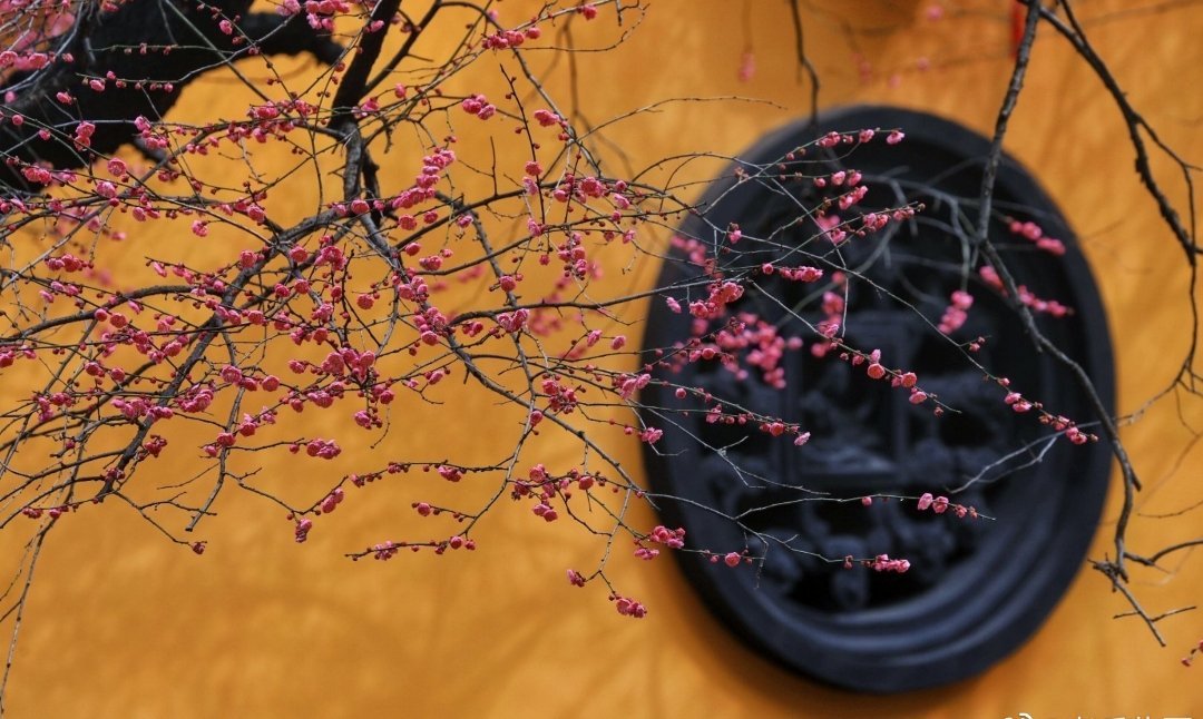 一朵两朵三四朵……湖州铁佛寺网红古红梅有终于消息啦|湖州市|萌动|春光|湖城|微寒_新浪新闻