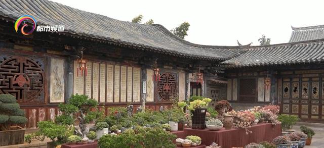 春来建水赏多肉植物 多肉 游客 朱家 新浪新闻 春来建水赏多肉植物 多肉 游客 朱家 新浪新闻