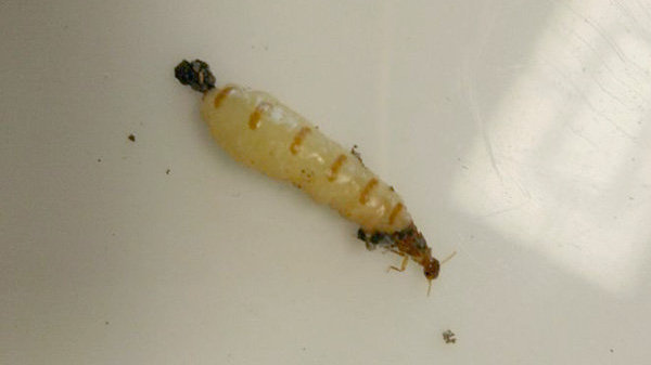 慈螋。有毒吗？