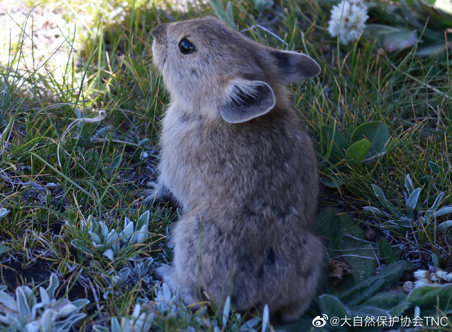 一组既像小老鼠又像小兔子的高原鼠兔照片