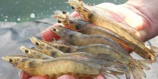 多地厄瓜多尔白虾包装检出新冠病毒,国内部分港口拒接进口冻品!