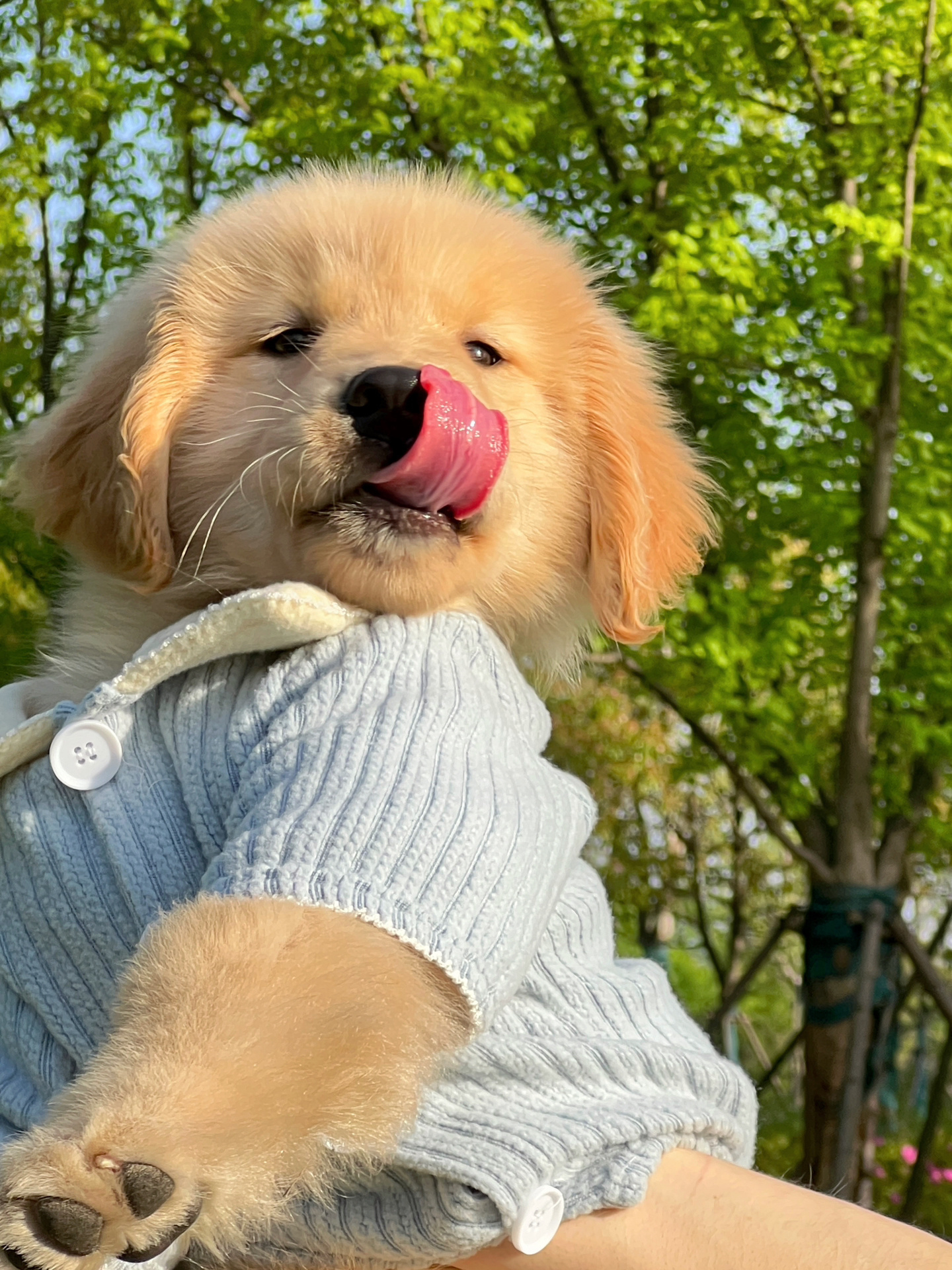 阳光修狗小金毛