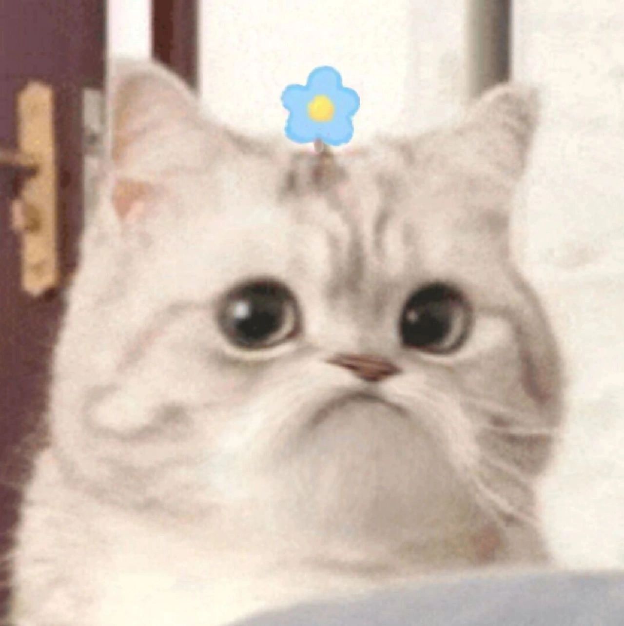 小花猫表情包合集