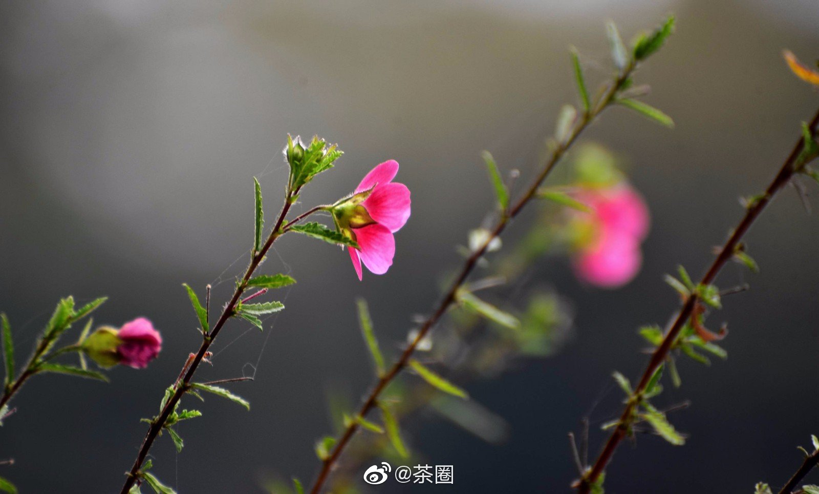 一人独坐 执书一卷 报纸数张 叫一壶茶 其乐无穷