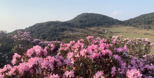 最美人間四月天我想就是東山的這一片杜鵑花