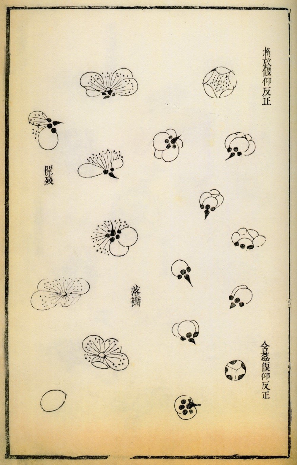 300多年前的《芥子园画谱》里,记录下的各式形态的梅花画法__财经头条