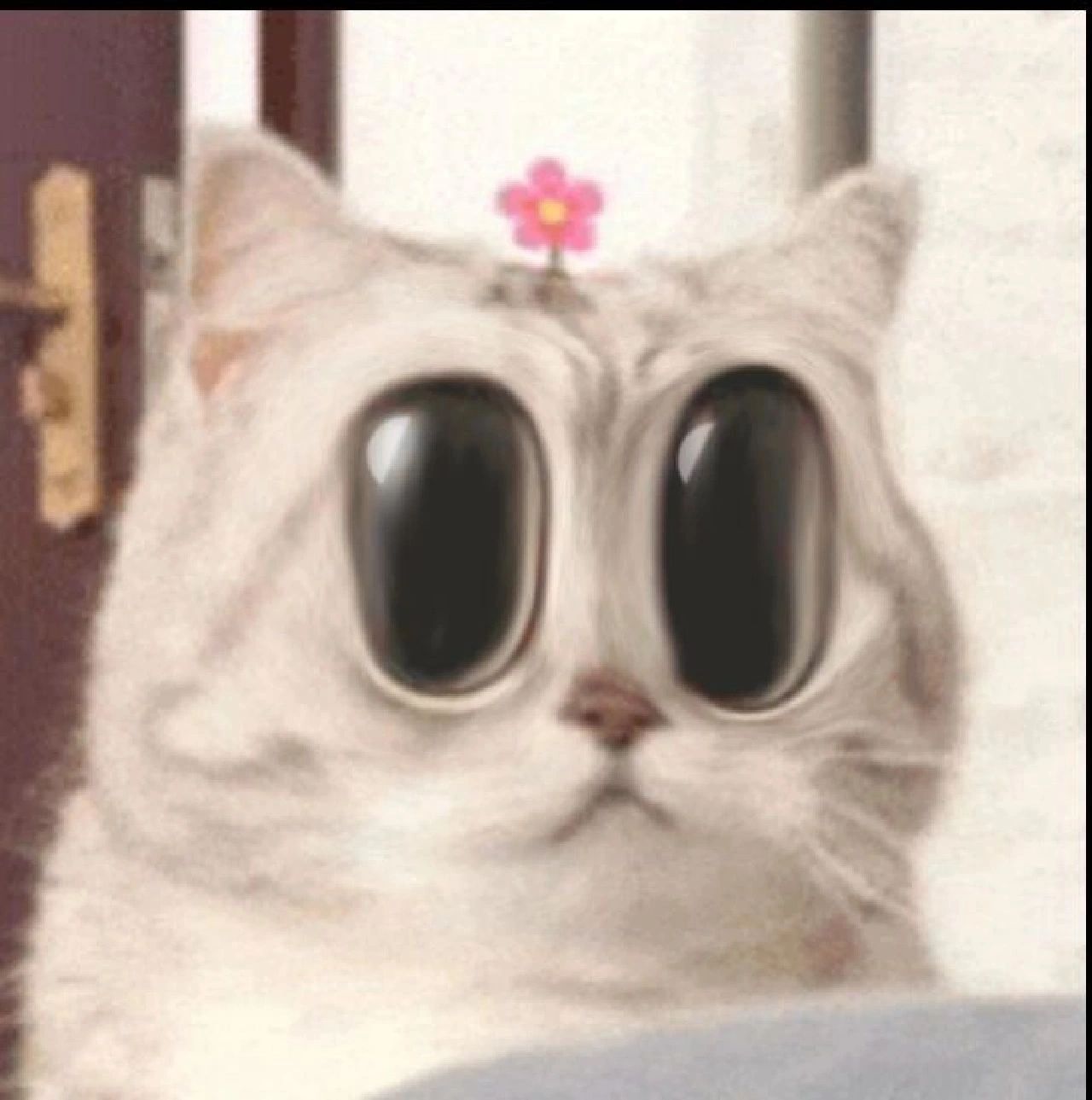 小花猫表情包合集