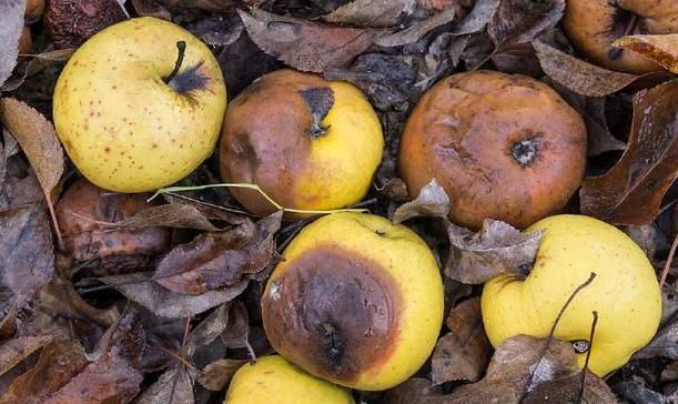 水果变质,没法吃?用作养花,越过期,变质,效果越出彩!