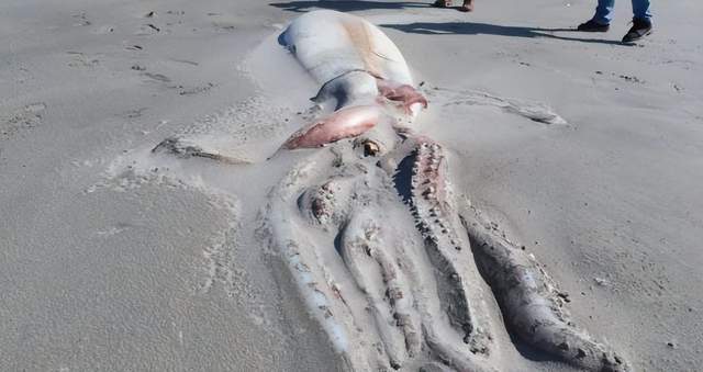 盘点2022年被冲上岸的10种奇异生物|座头鲸|大王乌贼|鲸鱼_新浪新闻