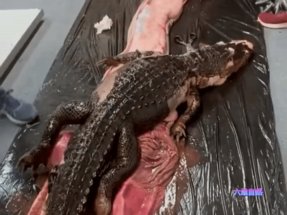 5米多缅甸蟒被科学家安乐死在蛇肚取出15米鳄鱼蟒蛇能消化