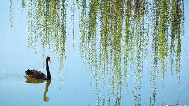 家里有院子的话,这“5大鬼树”不要种,都是老一辈传下来的经验|银杏|柳树|桃树|槐树|桑树_新浪新闻